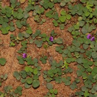 Grona triflora (L.) H.Ohashi & K.Ohashi